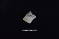 藏品(陶片)的圖片